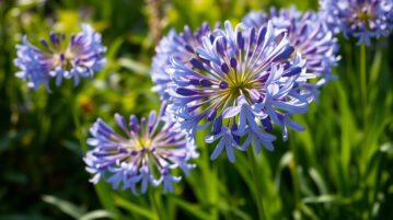 Les secrets pour faire fleurir vos agapanthes et profiter de leurs magnifiques fleurs tout l'été