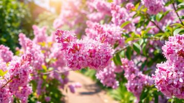 Lilas des Indes : Astuces pour une floraison spectaculaire dans votre jardin