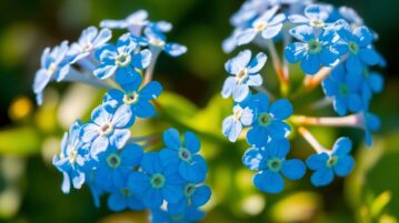 Myosotis : La fleur bleue qui vous envoûtera - Guide complet pour la cultiver