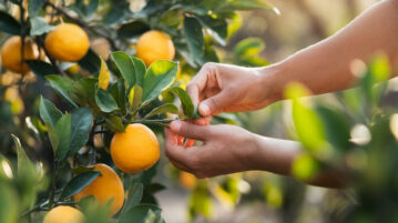 Bouturer un citronnier : Astuces pour réussir et accélérer la production de fruits