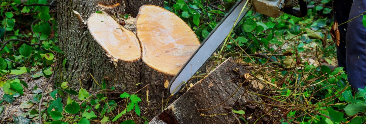 Couper un arbre dans son jardin : quand l'autorisation est-elle obligatoire ?