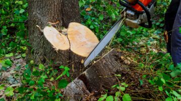 Couper un arbre dans son jardin : quand l'autorisation est-elle obligatoire ?