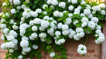 Hortensias grimpants : ces plantes méconnues qui révolutionnent nos jardins