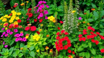 Plantes pour bordure sans entretien : les meilleures options pour embellir votre jardin