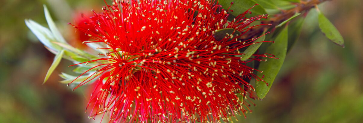 Surnommée "rince-bouteille", cette merveille promet une explosion de couleurs à la floraison