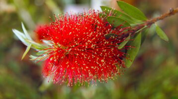 Surnommée "rince-bouteille", cette merveille promet une explosion de couleurs à la floraison