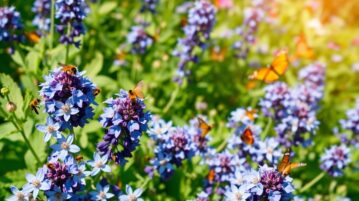 Bourrache : la fleur bleue comestible qui envahit le jardin et attire les pollinisateurs