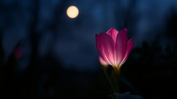 Bulbe nocturne : le charme secret du Hesperantha qui fleurit à la tombée de la nuit