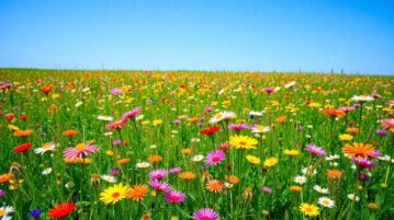 Ce mélange à semer maintenant transforme un coin de terre en prairie fleurie sans effort