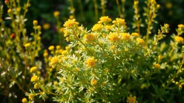 L'immortelle à odeur de curry : une plante méditerranéenne qui éloigne les insectes et parfume votre jardin