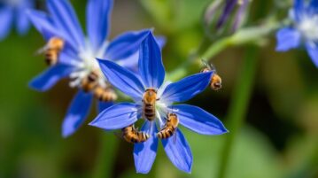La bourrache : cette fleur bleue comestible qui enchante abeilles et gourmets