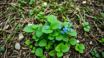 La Brunnera : cette vivace miraculeuse qui pousse partout, même là où vous avez tout abandonné