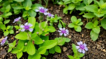 La phacélie : alliée précieuse du jardinier pour enrichir le sol et chasser les pucerons