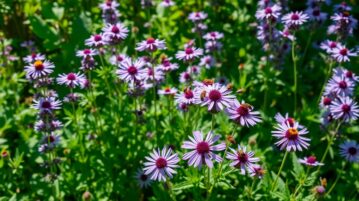 La phacélie : cette plante mellifère d'avril qui transforme votre potager en paradis pour abeilles