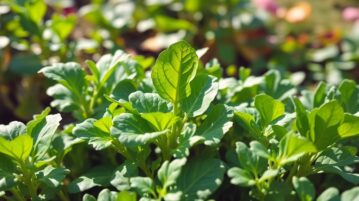 La roquette, ce légume-feuille qui se récolte en continu au printemps pour des salades express