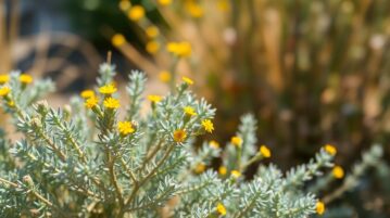 La Santoline : cette plante résistante à la sécheresse au parfum envoûtant que les jardins français délaissent
