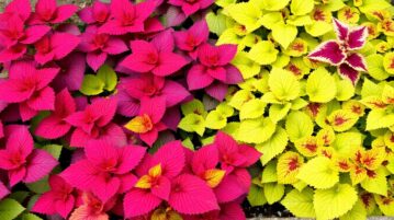 Le Coleus, ce feuillage coloré qui illumine vos coins ombragés sans jamais fleurir