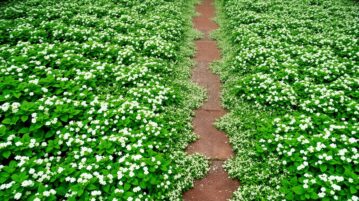 Le Lamier blanc : la plante couvre-sol qui étouffe les mauvaises herbes et transforme vos allées en magnifique tapis fleuri