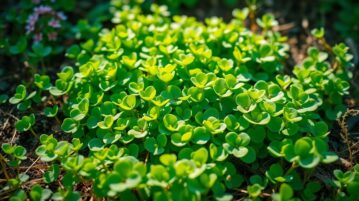 Le pourpier : cette plante qui pousse vite, nourrit et étouffe les mauvaises herbes
