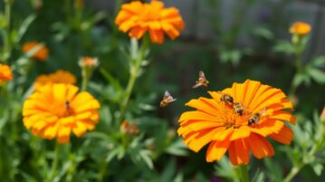 Le souci : la fleur à semer maintenant qui éloigne les pucerons et ravit les pollinisateurs