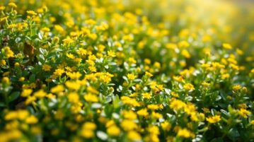Le thym citron : plante couvre-sol aux fleurs dorées qui repousse les fourmis et libère son parfum au toucher