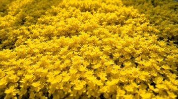 Lysimaque dorée : cette plante rampante au feuillage doré qui protège vos sols et économise l'eau