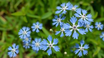Nigelle de Damas : cette fleur en étoile qui embellit vos bordures et se ressème sans effort