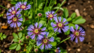 Phacélie à feuilles de tanaisie : la plante mellifère qui améliore votre sol et régale vos papilles