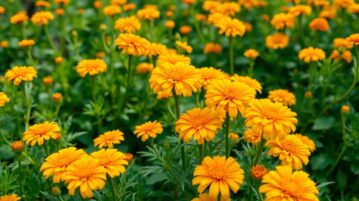 Tagète en mai : l'alliée naturelle contre pucerons et mouches blanches au potager