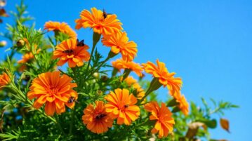 Tagète : La plante miracle qui résiste à la chaleur, éloigne les moustiques et fleurit jusqu'à l'automne