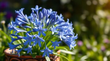 Agapanthe : la plante à fleurs bleues en épi qui sublime vos pots et jardins