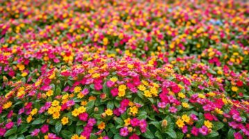 Aubriète : La plante couvre-sol qui résiste au gel et étouffe les mauvaises herbes