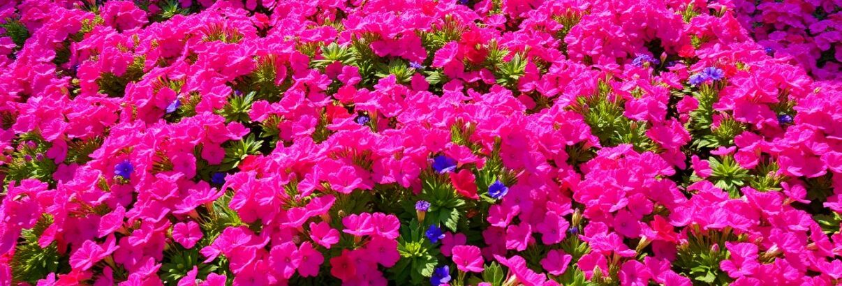 Géranium vivace : le couvre-sol coloré qui transforme vos massifs en tapis fleuri toute l'année