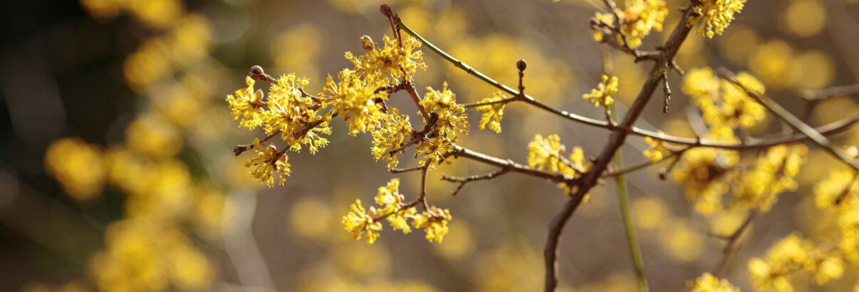 Il résiste au froid, fleurit au printemps et se plante partout : redécouvrez cet arbre d’autrefois