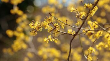 Il résiste au froid, fleurit au printemps et se plante partout : redécouvrez cet arbre d’autrefois