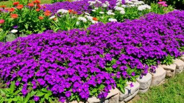 L'aubriète, cette plante couvre-sol qui fleurit dès mai sans entretien pour des bordures éclatantes