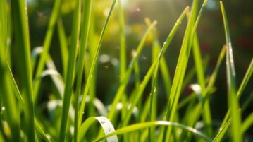 La citronnelle : répulsif naturel contre les moustiques, herbe aromatique résistante aux canicules