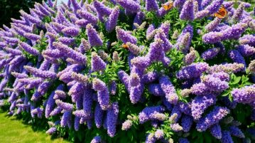 La haie de Buddleia : rapide, résistante et sans entretien, plantez-la dès maintenant !