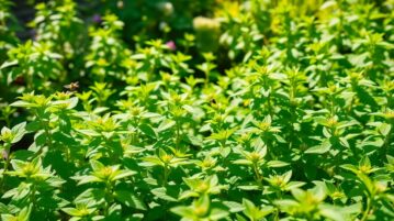 La mélisse citronnelle : l'alliée naturelle anti-moustiques qui se propage sans effort dans votre jardin