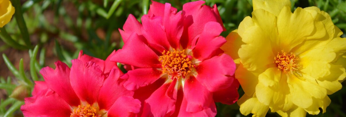 La plante que tout le monde s’arrache cet été : floraison express et zéro entretien