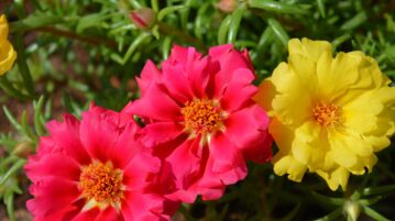 La plante que tout le monde s’arrache cet été : floraison express et zéro entretien