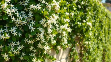 Le Jasmin étoilé : l'allié parfait pour embellir vos murs et vous protéger du vent