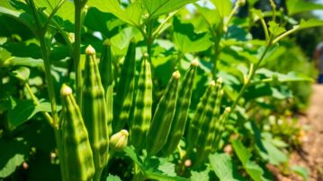Okra : le légume ancien qui se sème en mai et défie les chaleurs estivales