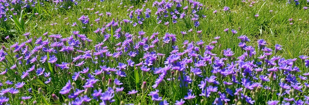 Phacélie : la plante couvre-sol qui remplace la pelouse sans aucun entretien