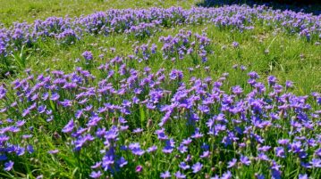 Phacélie : la plante couvre-sol qui remplace la pelouse sans aucun entretien