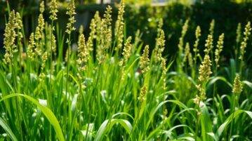 Planter la citronnelle avant fin mai : fleurie, parfumée et anti-moustiques pour un jardin sans tracas