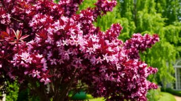 Prunus cerasifera 'Nigra' : l'arbre pourpre qui sublime votre jardin sans effort