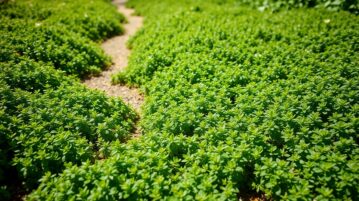 Thym citron : le couvre-sol comestible qui s'étale en 3 semaines et résiste au piétinement