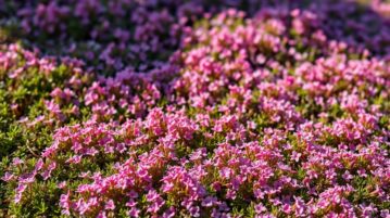 Thymus serpyllum : le couvre-sol qui transforme rapidement un espace nu en tapis fleuri parfumé
