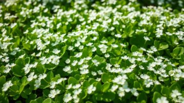 Trèfle blanc : le couvre-sol comestible qui élimine les mauvaises herbes et nourrit votre jardin